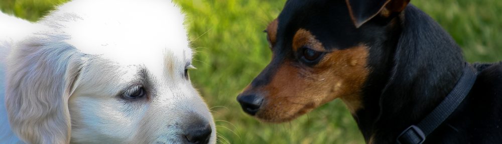 Pension canine Nounou Toutou Matou